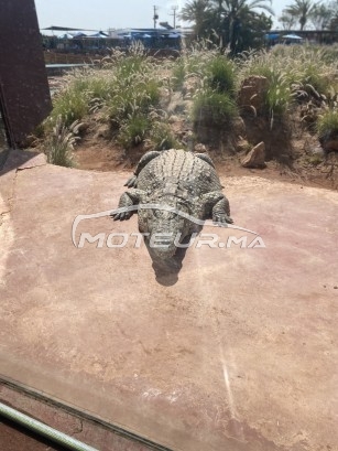 بي ام دبليو سيريي 5 Tdi مستعملة 2460450