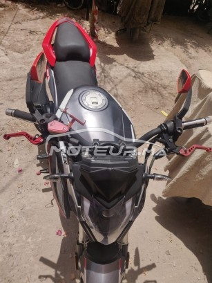 CIMATTI Bulk gt occasion  1667768